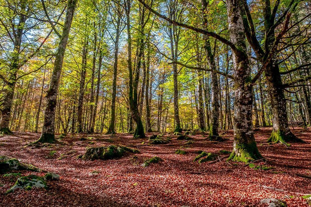 foret iraty pays basque